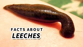 Leech Facts BLOOD SUCKER  Animal Fact Files [upl. by Aicatsan]