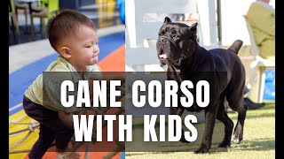 Are Cane Corsos Good With Kids What You Need To Know [upl. by Niko]