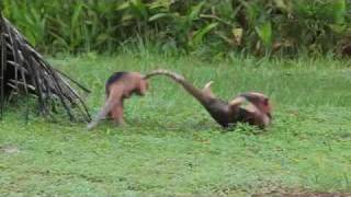 Anteaters Fight in the Wildwmv [upl. by Llenehs]