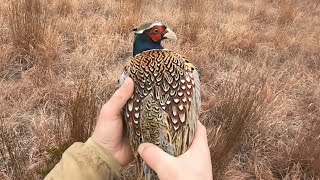 My First Controlled Pheasant Hunt [upl. by Ybrad]