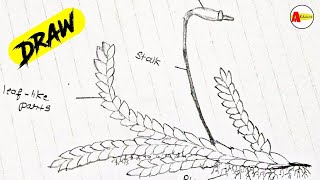 How to Draw Funaria Moss Labelled Diagram [upl. by Itoyj]