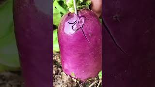 Amazing papaya and radish cutting । [upl. by Gerlac973]