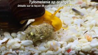 Alimentation des Tylomelania SP Orange [upl. by Keener546]