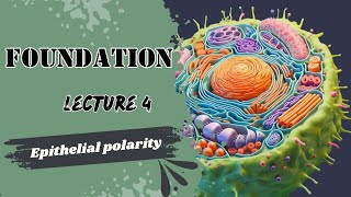 Epithelial Polarity [upl. by Parsifal]