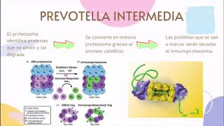 HLA PREVOTELLA INTERMEDIA [upl. by Corydon44]