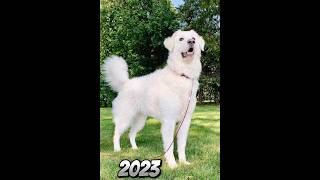 2023 kuvasz and 5000bce kuvasz mythical genius viral foryou foryou foryou viralvideo viral [upl. by Yreneh]