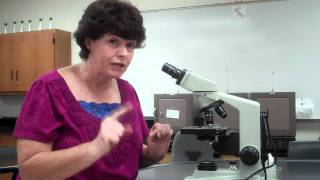 How to use a microscope and oil immersion [upl. by Reviere]