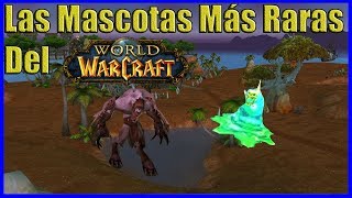 Las Mascotas Más Raras De Cazadores En El WoW [upl. by Yenhpad]