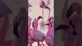 Flamingo nordeste short vocêodeiaanimais [upl. by Ainad]