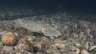 Selsey Night Dive 140824 [upl. by Adaven479]