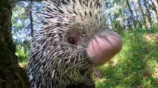 PrehensileTailed Porcupine Bebeto Crunches On Peanuts In The Woods [upl. by Andromeda]