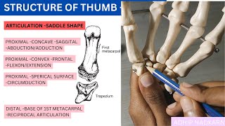 CMC JOINT OF THUMB HAND COMPLEX BIOMECHANICSPhysiotherapy [upl. by Libb]