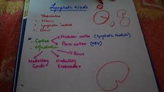 HISTOLOGY lymph node easy explanation part1 [upl. by Aiekan]