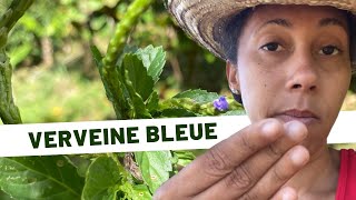 🌱Les merveilles de la Verveine bleue  Propriétés médicinales et plus encore [upl. by Notnirb220]