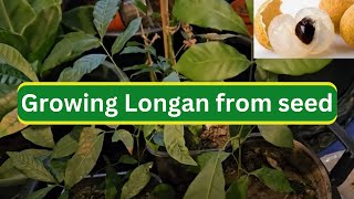 Growing Longan from seed [upl. by Olivier]