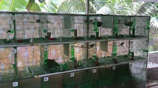 zebra and bengalese finch breeding cages [upl. by Bowne793]