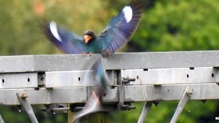 ブッポウソウの求愛行動  Courtship behavior of Dollarbird [upl. by Harlin]