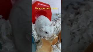 Hamster party time  hamster treat [upl. by Nodnarg]