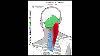 Splenius Capitis  Anatomy Perspective [upl. by Esli726]