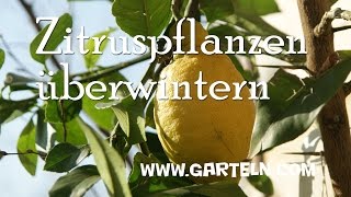 Zitruspflanzen überwintern [upl. by Yboc70]