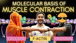 molecular basis of muscle contraction physiology  excitation contraction coupling physiology [upl. by Neetsirk]