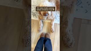 Wolkis von Aurora Hikari matchen mit Hund  vegane UGGs Alternative  günstige UGG Alternative [upl. by Worrell]