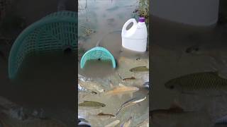 Servival Skills SIMPLE but USEFUL with fish trap outdoors simple useful outdoors [upl. by Kuebbing360]