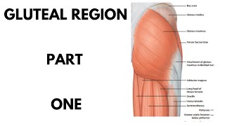 Gluteal Region Part 1  Lower Limb [upl. by Yesdnil]