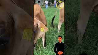 ابقار الجيرسي eminim animals johncena اكسبلور farming 7eleven fridayfunny fryday facts [upl. by Hedley]