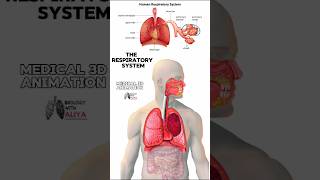 The Respiratory System medical animation 3d short [upl. by Assyral]