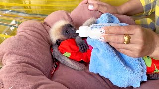 Scraggy Gibbon So P0or amp Weak Mom Attntively Sit Feed Milk Him Every Two Hours [upl. by Almund501]