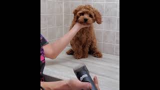 Cockapoo puppys 1st groom clip from full video [upl. by Semreh]