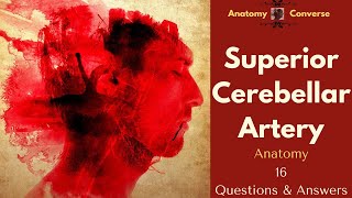 Superior Cerebellar Artery Anatomy Flashcards 16 QampA flashcards [upl. by Cassie559]