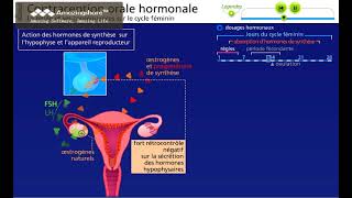 Mode daction de la pilule combinée contraception hormonale [upl. by Keeley609]