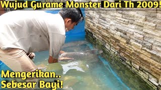 15 TAHUN DI KOLAM SEMEN INI KEINDAHAN GURAME SUPER BABON DI AIR JERNIH [upl. by Jordana]