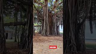 Banyan Tree Hawaii [upl. by Dnaltroc]