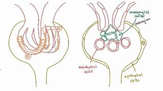 Podocytes  structure and function [upl. by Ingrim]