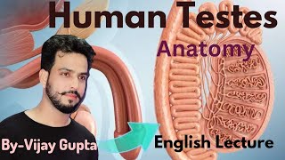 Structure Of Testis In English  Male Reproductive System Class12 Chapter3 [upl. by Aitnohs]