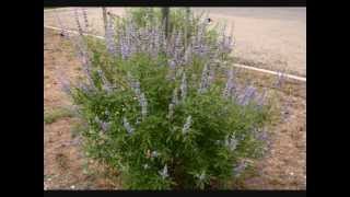 Vitex agnuscastus [upl. by Lyn]