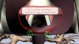 Mucosa of the Larynx and Vocal Cords  3D Anatomy Tutorial [upl. by Frohne]