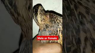 Male or female shortvideo animal birds koel pets [upl. by Mayer]