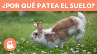 ¿Por qué mi CONEJO da PATADAS al SUELO 🐰 3 Razones [upl. by Tamera432]