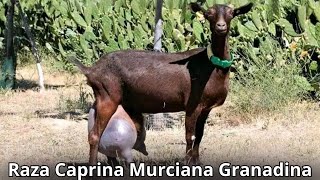 Raza de Cabra Murciana granadina Características y producción de la mejor cabra lechera del mundo [upl. by Aihsatsan]