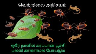 இனி வீட்டில் கரப்பான் பூச்சி பல்லி காணாமல் போய்டும் இயற்கை வழி  kitchen tips in tamil tips tamil [upl. by Notnyw]