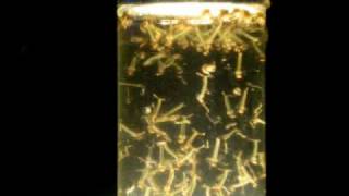 Larvas de Mosquito Culex Pipiens [upl. by Elam]