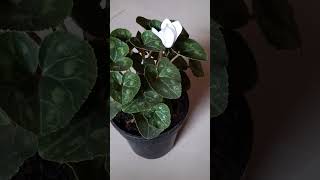 cyclamen persicum flowers shorts youtubeshortshouseplants [upl. by Kcajyllib323]