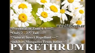 PYRETHRUM DAISY SEEDS Chrysanthemum cinerariifolium PYRETHRUM FLOWER HERB SEEDS on wwwMySeedsCo [upl. by Gemina251]