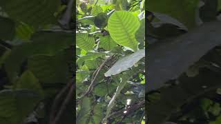 Leaves and fruits of Gardenia latifolia [upl. by Eisnyl]