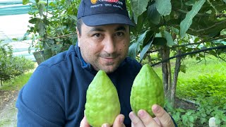 Come fare a casa il Liquore di Cedro Originale della Riviera dei Cedri 💎 [upl. by Aihsa309]