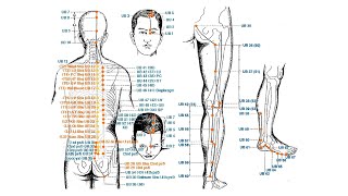 BLADDER CHANNEL OF FOOT TAIYANG BL28 BL32 BL37 BL39 BL40 BL54 BL58 [upl. by Lanna958]